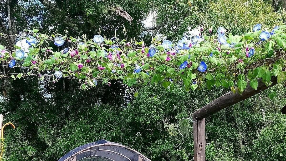 הוילה פראיה גראנדה Tiny House Garden - Aparados Da Serra - Sc מראה חיצוני תמונה
